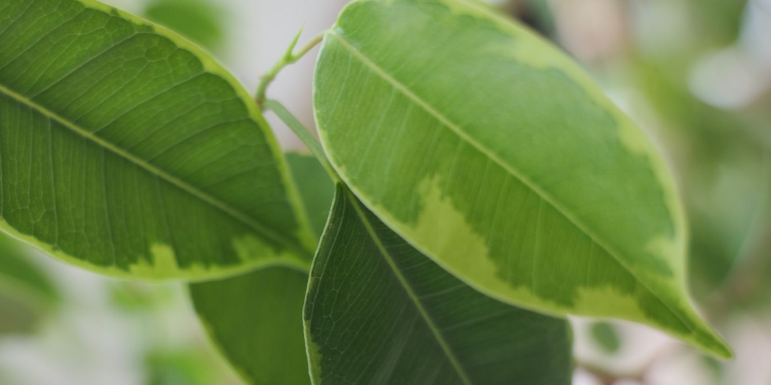 Colours of Samadhi - Life